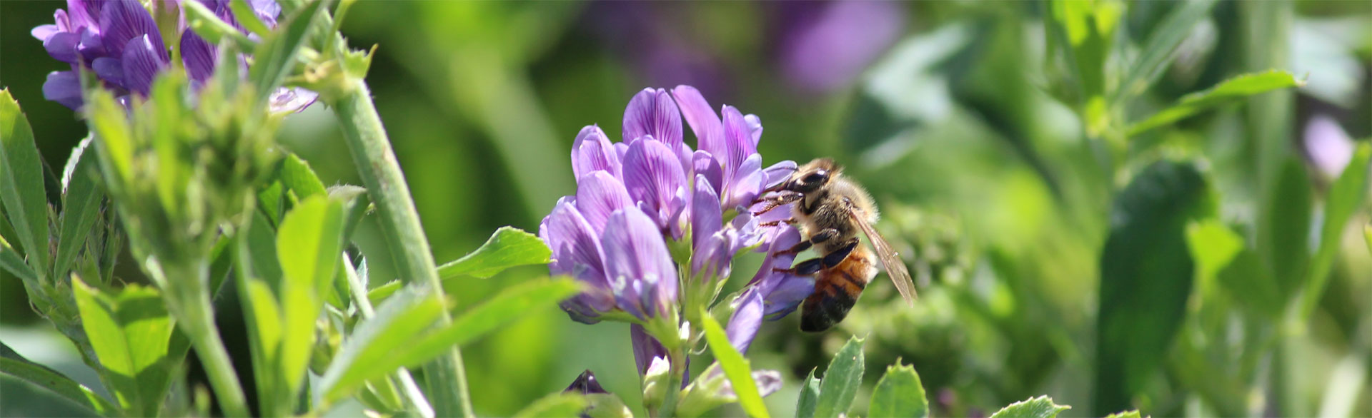 robarra barramundi eco