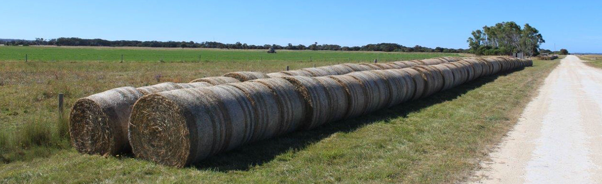 robarra barramundi hay